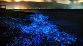 Bioluminescence Photo