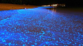 Bioluminescence Photo Download