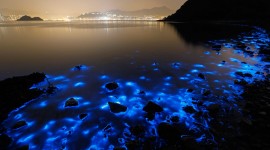 Bioluminescence Wallpaper