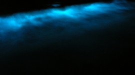 Bioluminescence Wallpaper Download Free
