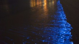 Bioluminescence Wallpaper For Mobile