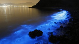 Bioluminescence Wallpaper For PC