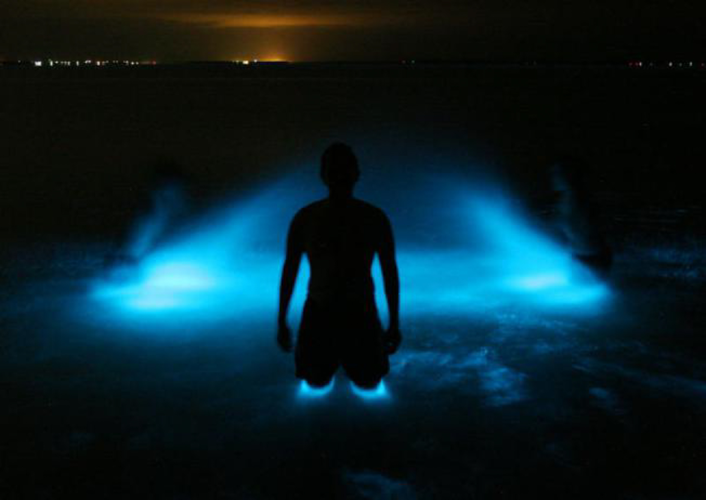 Bioluminescence Wallpapers High Quality | Download Free