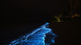 Bioluminescence Wallpaper Gallery