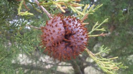 Cedar-Apple Rust Fungus Image