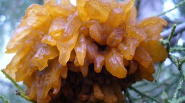 Cedar-Apple Rust Fungus Photo