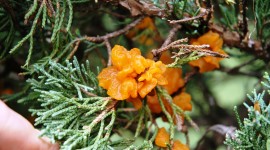Cedar-Apple Rust Fungus Photo Free#2