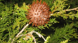 Cedar-Apple Rust Fungus Photo#1
