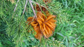 Cedar-Apple Rust Fungus Pics#1