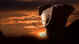 Dawn In Africa Wallpaper For PC