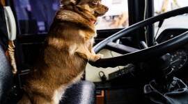 Dog Driver Wallpaper