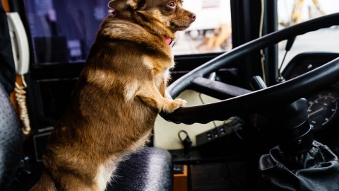 Dog Driver wallpapers high quality