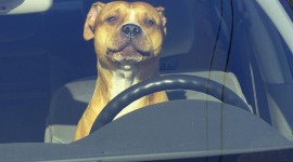 Dog Driver Wallpaper For Desktop