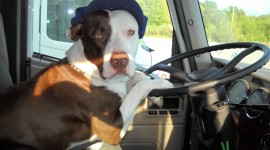 Dog Driver Wallpaper Gallery