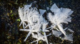 Frost Flowers Arctic Photo Download