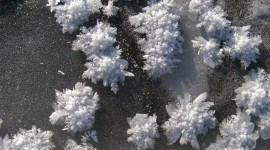 Frost Flowers Arctic Photo Free