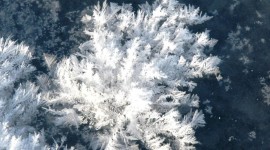 Frost Flowers Arctic Wallpaper For IPhone