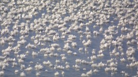 Frost Flowers Arctic Wallpaper Free