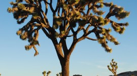 Joshua Tree Wallpaper For Android