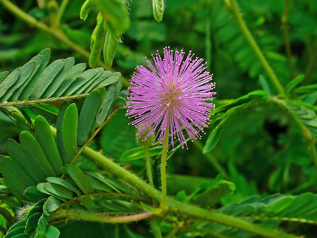 Mimosa Pudica wallpapers HD