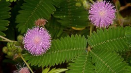 Mimosa Pudica Image