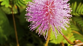 Mimosa Pudica Wallpaper For Android