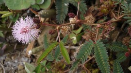 Mimosa Pudica Wallpaper For IPhone Free