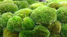 Moss In The Garden Wallpaper HQ