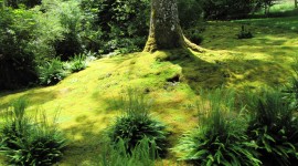 Moss In The Garden Wallpaper#2