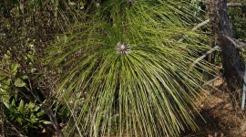 Pinus Palustris Photo Free