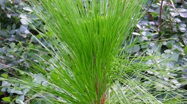 Pinus Palustris Wallpaper For Android