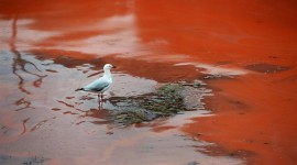 Red Tide Photo