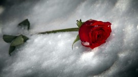 Roses In The Snow Image Download