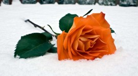 Roses In The Snow Photo Download