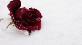 Roses In The Snow Photo#1