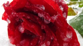 Roses In The Snow Wallpaper For IPhone