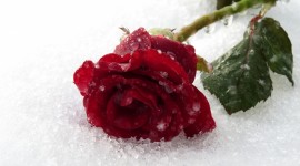 Roses In The Snow Wallpaper Full HD#1