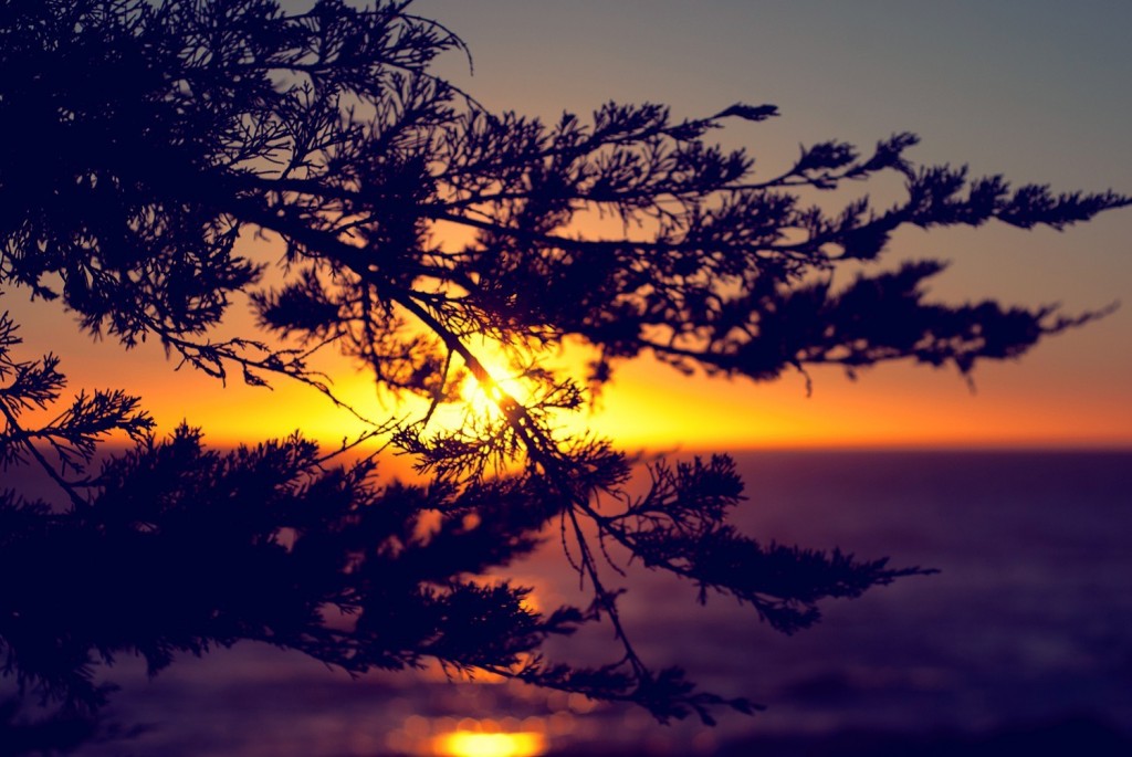 Sun In The Branches wallpapers HD