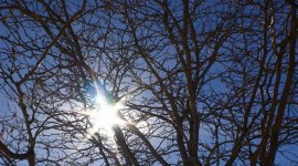 Sun In The Branches Wallpaper Download