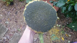 Sunflower Seeds Wallpaper Free