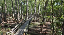 Swamp Cypress Photo Download