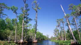 Swamp Cypress Photo Free