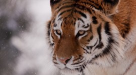 Tiger In The Snow Desktop Wallpaper For PC