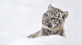 Tiger In The Snow Desktop Wallpaper HQ