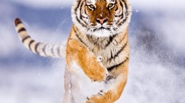 Tiger In The Snow Wallpaper