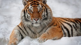 Tiger In The Snow Wallpaper For Desktop