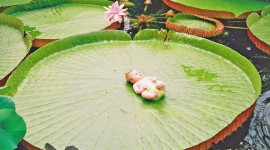 Victoria Water Lily Best Wallpaper
