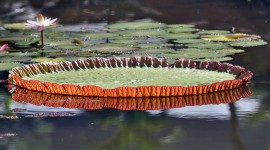 Victoria Water Lily Photo Download