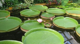 Victoria Water Lily Photo#1