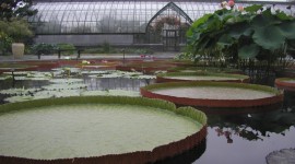 Victoria Water Lily Photo#2